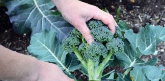 Olanda recrutează culegători de brocoli şi conopidă
