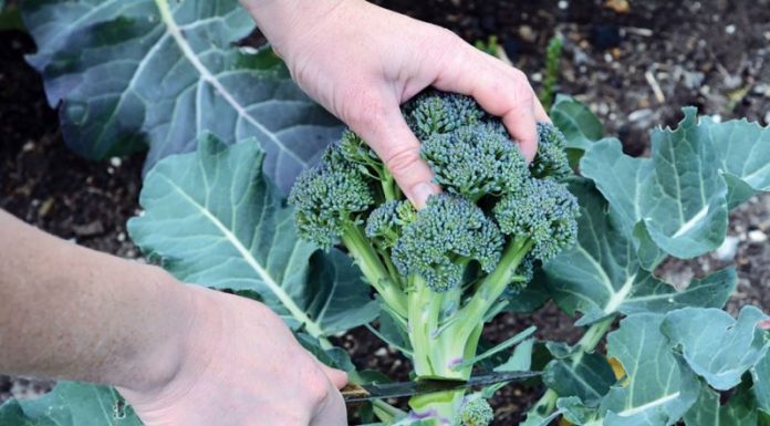 Olanda recrutează culegători de brocoli şi conopidă