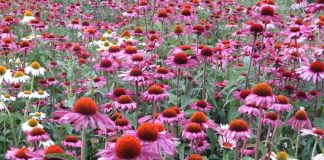 Echinacea (Echinacea purpurea) – beneficii şi proprietăţi