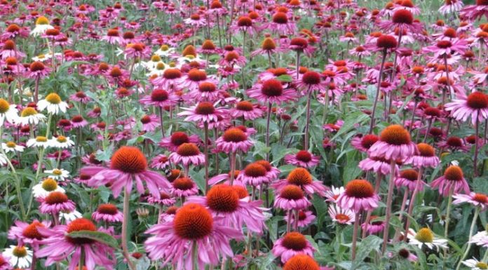 Echinacea (Echinacea purpurea) – beneficii şi proprietăţi