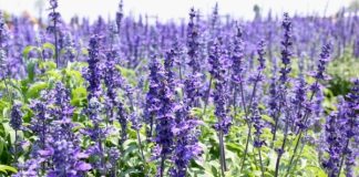 Isop (Hyssopus officinalis) – beneficii şi proprietăţi