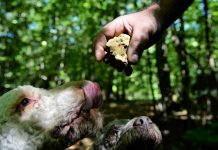 Hunedoreni răniți grav la cules de trufe! Uneia dintre victime i s-au tăiat degetele cu maceta