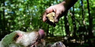 Hunedoreni răniți grav la cules de trufe! Uneia dintre victime i s-au tăiat degetele cu maceta