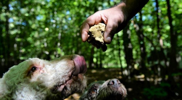 Hunedoreni răniți grav la cules de trufe! Uneia dintre victime i s-au tăiat degetele cu maceta