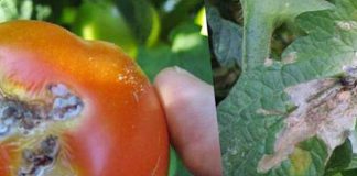 Agricultura pe înțelesul tuturor – Tuta absoluta, cel mai periculos dușman al legumicultorilor