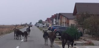 Novăcean amendat că și-a lăsat măgarii nesupravegheați pe o stradă din Târgu-Jiu