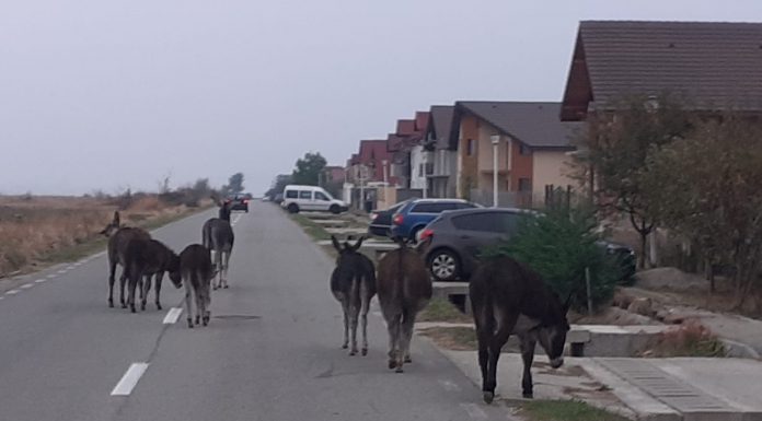 Novăcean amendat că și-a lăsat măgarii nesupravegheați pe o stradă din Târgu-Jiu