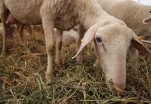 Se face plata ajutorului de stat pentru ameliorarea raselor de animale