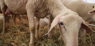 Se face plata ajutorului de stat pentru ameliorarea raselor de animale