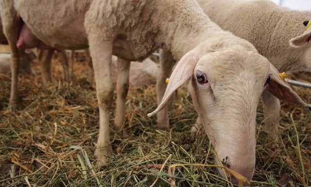 Se face plata ajutorului de stat pentru ameliorarea raselor de animale