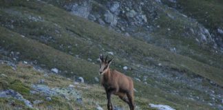 Liber la vânătoarea de capre negre în Gorj
