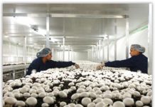 Anglia recrutează culegători de ciuperci, prin Eures România