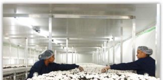 Anglia recrutează culegători de ciuperci, prin Eures România