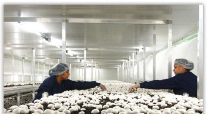 Anglia recrutează culegători de ciuperci, prin Eures România