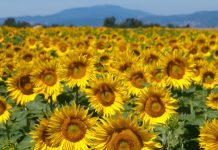 Educaţia…şi Lecţia de viaţă – ,,Exprimarea spontană a unei gândiri care ţâşneşte pură, ca un izvor, mi-a plăcut întotdeauna la oricine, chiar şi la ticăloşi”! (Marin Preda)