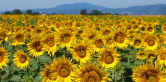 Educaţia…şi Lecţia de viaţă – ,,Exprimarea spontană a unei gândiri care ţâşneşte pură, ca un izvor, mi-a plăcut întotdeauna la oricine, chiar şi la ticăloşi”! (Marin Preda)