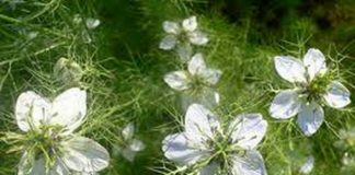 Negrilica(Nigella Sativa) – beneficii şi proprietăţi