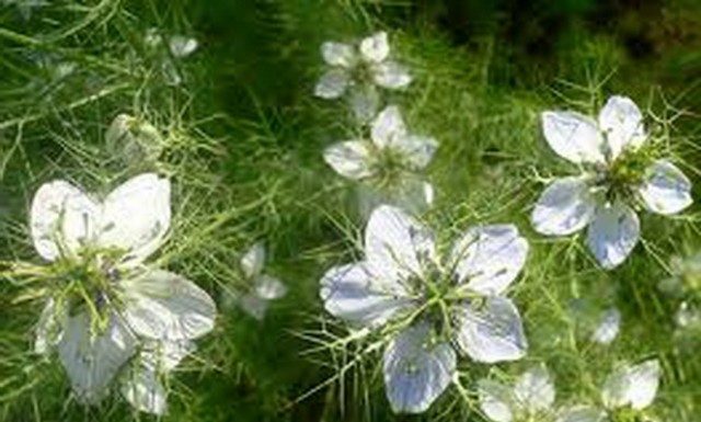 Negrilica(Nigella Sativa) – beneficii şi proprietăţi