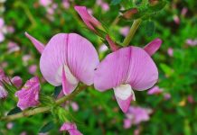 Osul iepurelui (Ononis spinosa L.) – beneficii şi proprietăţi