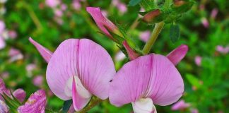 Osul iepurelui (Ononis spinosa L.) – beneficii şi proprietăţi