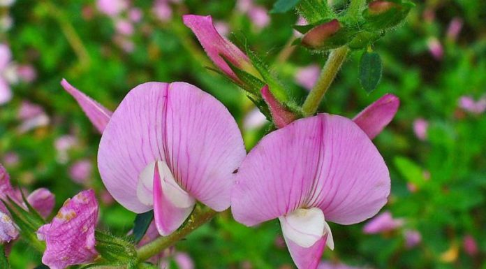 Osul iepurelui (Ononis spinosa L.) – beneficii şi proprietăţi