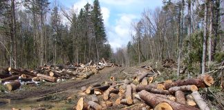 32 de cazuri de tăieri ilegale, în fiecare zi, în pădurile României. Dezastru și în Gorj!