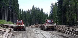 Cer măsuri pentru stoparea jafului din păduri
