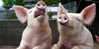 Pesta porcină sărăceşte bugetul! – Despăgubiri de peste 250.000 de lei pentru proprietarii porcilor sacrificaţi din Gorj