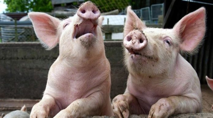 Pesta porcină sărăceşte bugetul! – Despăgubiri de peste 250.000 de lei pentru proprietarii porcilor sacrificaţi din Gorj