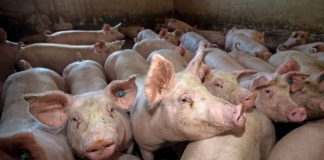 Ultimul anunț al ANSVSA – 33 de focare de pestă porcină africană, încă active în Gorj!