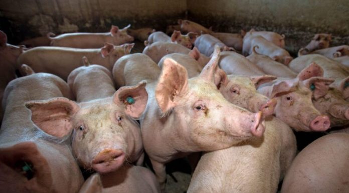 Ultimul anunț al ANSVSA – 33 de focare de pestă porcină africană, încă active în Gorj!