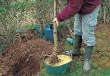 Agricultura pe înțelesul tuturor- E timpul să plantăm corect pomii fructiferi