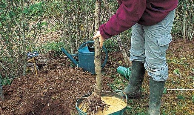 Agricultura pe înțelesul tuturor- E timpul să plantăm corect pomii fructiferi