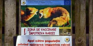 A doua campanie de vaccinare: Peste 1.600 de momeli la vizuină pentru vulpile din judeţ