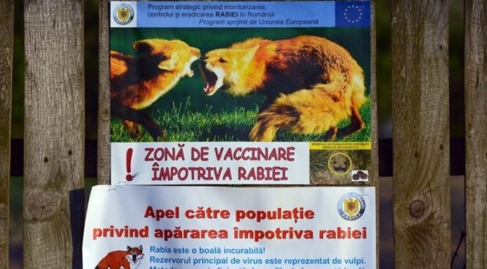 A doua campanie de vaccinare: Peste 1.600 de momeli la vizuină pentru vulpile din judeţ