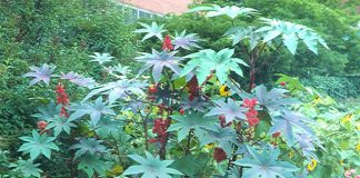 Ricin (Ricinus communis) – beneficii şi proprietăţi