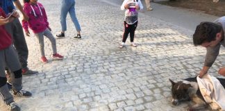 Câini otrăviţi, pe străzile din Bumbeşti-Jiu