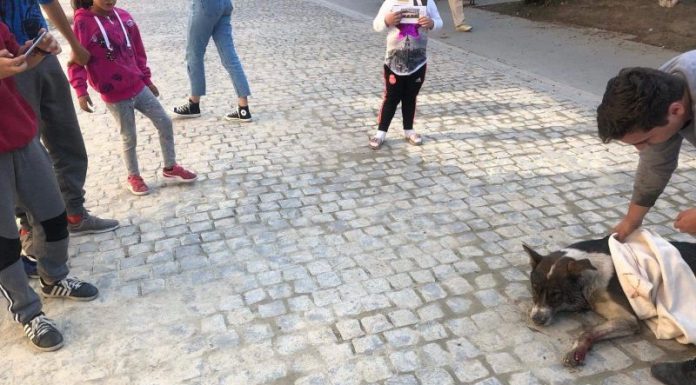 Câini otrăviţi, pe străzile din Bumbeşti-Jiu