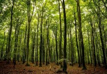 Ghidul pentru accesarea schemei de ajutor de stat „Servicii de silvomediu, servicii climatice și conservarea pădurilor” a fost publicat