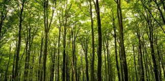 Ghidul pentru accesarea schemei de ajutor de stat „Servicii de silvomediu, servicii climatice și conservarea pădurilor” a fost publicat