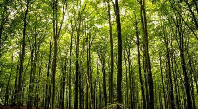 Ghidul pentru accesarea schemei de ajutor de stat „Servicii de silvomediu, servicii climatice și conservarea pădurilor” a fost publicat