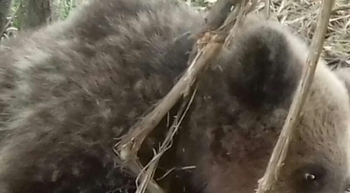 Pui de urs prins într-un laț, la Alimpești