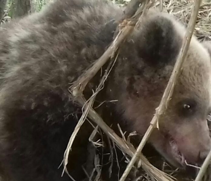 Pui de urs prins într-un laț, la Alimpești