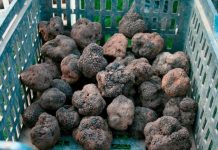 Trufe confiscate de polițiștii rutieri