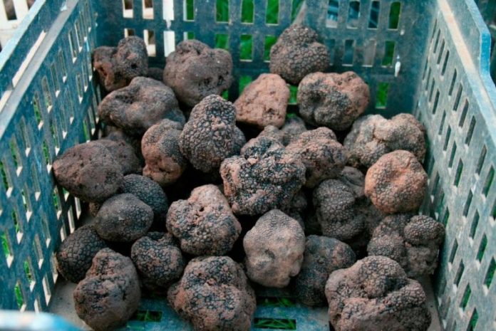 72137203_2351325175120461_1869161649731010560_n