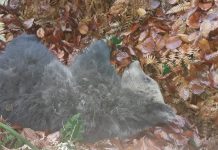 FOTO: Doi pui de urs, găsiți în grădina unui localnic din Schela