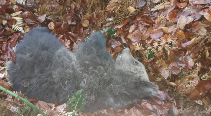 FOTO: Doi pui de urs, găsiți în grădina unui localnic din Schela