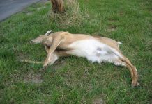 Căprioară lovită de o mașină la Murgești