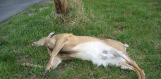 Căprioară lovită de o mașină la Murgești