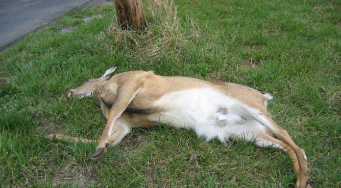 Căprioară lovită de o mașină la Murgești